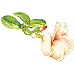 Pink flower drawing vector illustrations. Botanical floral hand drawn element.