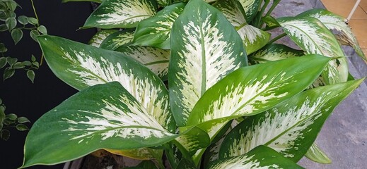 close up of dieffenbachia