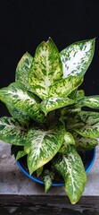 leaves of Dieffenbachia seguine