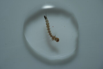 Mosquito larvae, or 