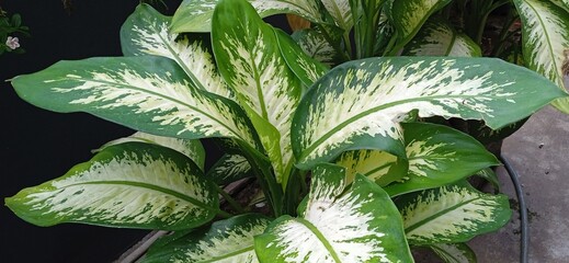 The.leaves of dieffenbachia
