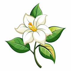 Jasmine flower vector illustration on a white background
