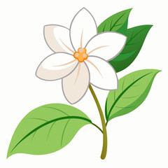 Jasmine flower vector illustration on a white background