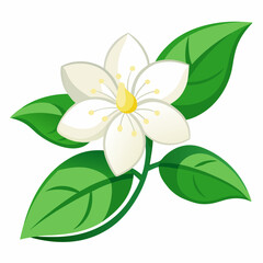 Jasmine flower vector illustration on a white background