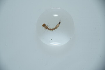 Mosquito larvae, often called 