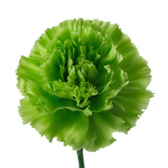 One green carnation
