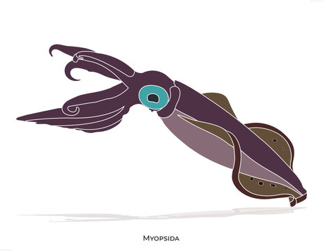 Myopsida, Animal, icon, Myopsida is one of the four orders of squid
