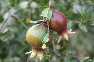 The pomegranate fruiting season has begun, featuring new baby pomegranates in the air surrounded by lush green leaves, highlighting the beauty of nature and the promise of harvest.