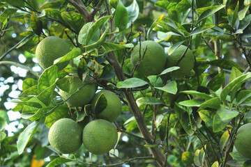 A cluster of green sweet limes hanging from a tree branch, surrounded by lush green leaves. This fresh, natural scene highlights the fruit's vibrant color and ripening stage.