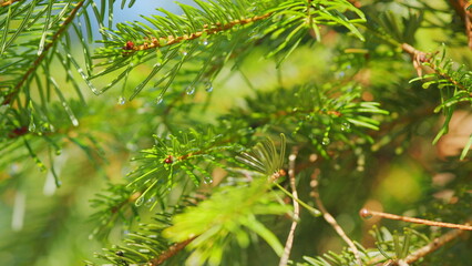 Spruce Branches Close Up With Raindrops. Wet Spruce Branch After Rain. Rain Water Drops On Green Spruce Tree Needles. Close up.