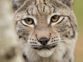 lynx portrait, lynx lynx, eyes, sight, look, face, nose, muzzle, whiskers, cat, wild, european, high quality © LIMARIO
