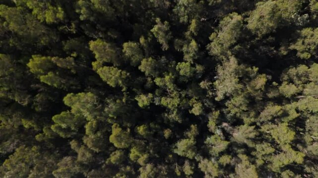 Puangue eucalyptus trees, side of the Sun Route, Melipilla commune, Chile