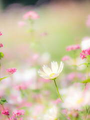 秋の公園や花壇を彩るコスモスのある風景。背景。自然風景素材。