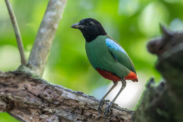 Nature Wildlife image of Borneo Hooded Pitta (Pitta sordida mulleri) on Rainforest jungle