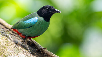 Nature Wildlife image of Borneo Hooded Pitta (Pitta sordida mulleri) on Rainforest jungle