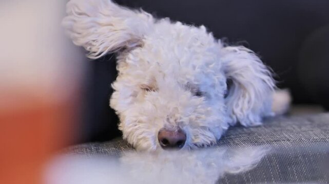 Bichpoo resting on couch, eyes closing slowly as sleep takes over in cozy scene