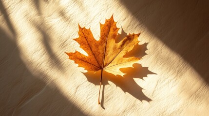 Dry maple leaves on a sunlit pastel background with shadows.