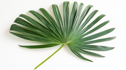 Fototapeta premium Elegant Green Palm Leaf on White Background