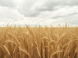 Field of golden wheat swaying under a dramatic cloudy sky, environment, nature, agriculture