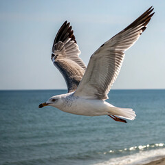 Seagulls in flight flap their wings wide