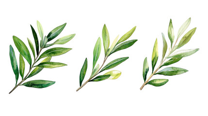 Fototapeta premium Charming Olive Branch Watercolor on White Background Generative AI