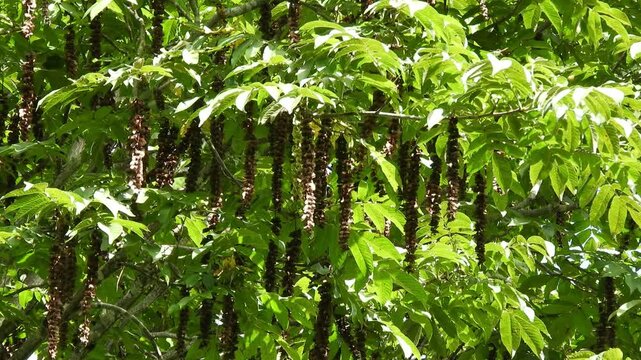 [4K] Japanese Wingnut (Pterocarya rhoifolia) Seeds Swaying: Hanging Fruit Clusters in Early Autumn 【4K】風に揺れるサワグルミの種子：初秋の山野で房状に垂れ下がる独特な実と、自然の風景素材 撮影日：20240903-1