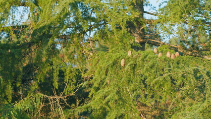 The Spruce Tree. Natural Ecology Evergreen. The Bush Of Trees Is Lush And Vivid. Still.