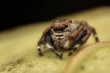 Macro Shoot of Beautiful Jumping Spider on deep Jungle.