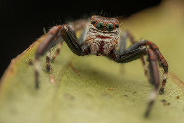 Macro Shoot of Beautiful Jumping Spider on deep Jungle.