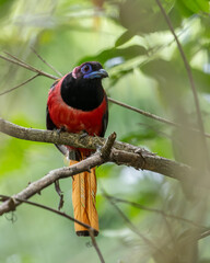 Nature wildlife image of Diard's trogon bird perching on tree branch.