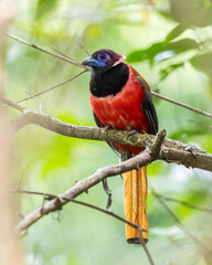 Nature wildlife image of Diard's trogon bird perching on tree branch.