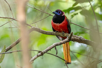 Nature wildlife image of Diard's trogon bird perching on tree branch.