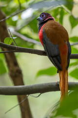 Nature wildlife image of Diard's trogon bird perching on tree branch.