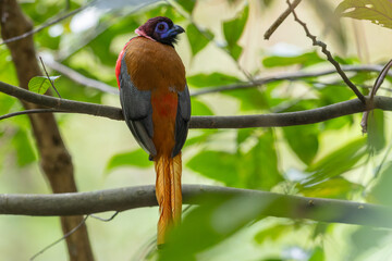 Nature wildlife image of Diard's trogon bird perching on tree branch.