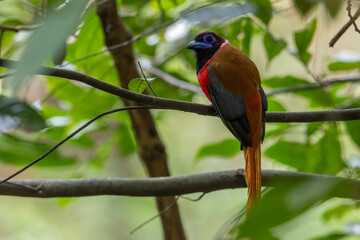 Nature wildlife image of Diard's trogon bird perching on tree branch.