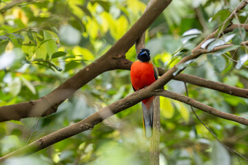 Nature wildlife image of Scarlet-rumped trogon (Harpactes duvaucelii) perching on tree branches