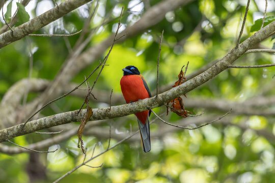 Nature wildlife image of Scarlet-rumped trogon (Harpactes duvaucelii) perching on tree branches