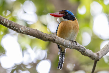 Nature wildlife image of Male Banded kingfisher (Lacedo pulchella) perching on tree branch