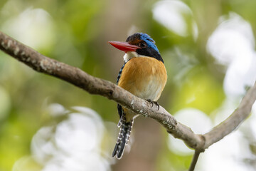 Nature wildlife image of Male Banded kingfisher (Lacedo pulchella) perching on tree branch