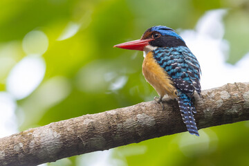 Nature wildlife image of Male Banded kingfisher (Lacedo pulchella) perching on tree branch