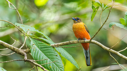Nature wildlife image of Scarlet-rumped trogon (Harpactes duvaucelii) perching on tree branches