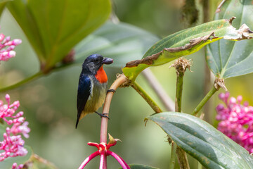 Nature wildlife of Bornean Flowerpecker.