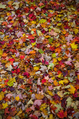 Canopy of colorful Maple leaves on the ground in autumn time.