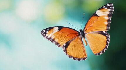 Fototapeta premium vibrant butterfly with orange wings gracefully flying in nature