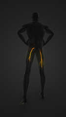 Man Showing Both Side Sciatica Nerves