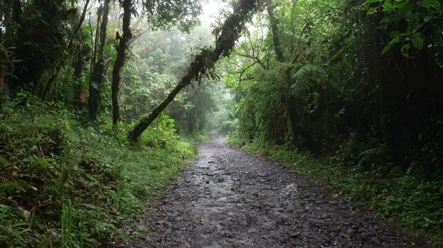 Caminando por un sendero fangoso bajo la lluvia en un bosque tropical h&uacute;medo, en una toma en primera persona