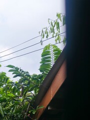 plant in the morning