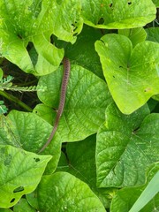 close up of green leaf