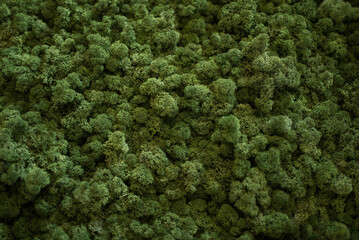 natural forest reindeer moss background texture