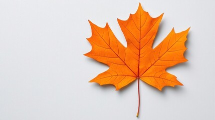 Fototapeta premium A photostock of an autumn maple leaf on a white background, vibrant and isolated.